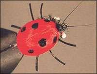 нахлыстовая мушка Sevenspotted Lady Beetle