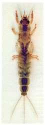 Роющие или закапывающиеся личинки подёнки - прикладная нахлыстовая энтомология