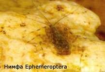 Нимфа подёнки Ephemeroptera - прикладная нахлыстовая энтомология