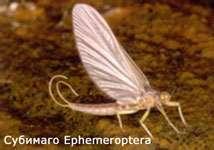 Имаго подёнки Ephemeroptera - прикладная нахлыстовая энтомология