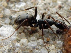 Ant (муравей)
