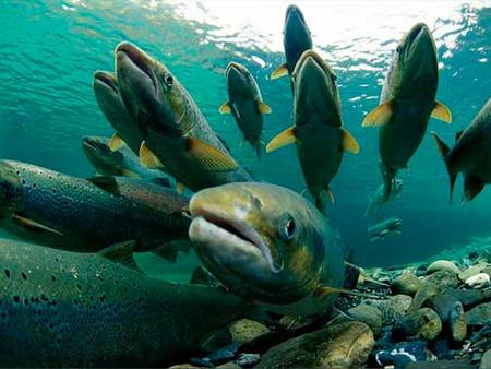 Новые правила рыболовства в Поморье